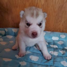 Paprika (pink) - Red and white female Siberian Husky puppy in Elk River, Minnesota from Naturez Siberians