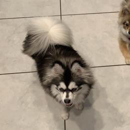 Echo - Pomsky