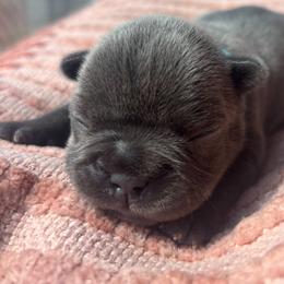 Cinderella - Blue female French Bulldog puppy in Salisbury, Maryland from 77 Frenchies Maryland