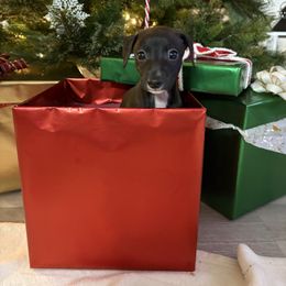 Jet - White and black male Italian Greyhound puppy in Haywood, Kentucky from Kentucky Greyhounds