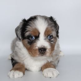 Miniature Australian Shepherd Puppies from Triple Branch Aussies