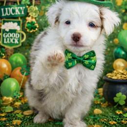 Eros - Red merle male Miniature Australian Shepherd puppy in Dalhart, Texas from RNL Family Raised Pups