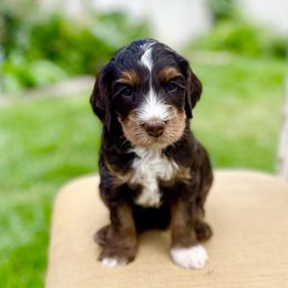 Cove - Tri-color male Bernedoodle puppy in Mapleton, Utah from Natural Doodle Life