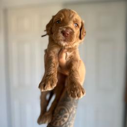 Miracle - Red  female Goldendoodle puppy in Waterford, California from Alvdoodles
