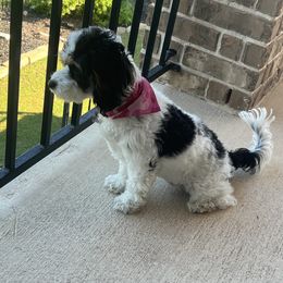 Cavapoo and Shihpoo Puppies from Haus of Doodles