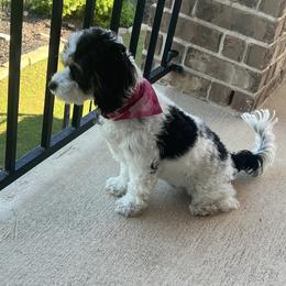 Cavapoo and Shihpoo Puppies from Haus of Doodles