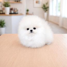 Pomeranian puppies from Teddy-Faced Teacup Pomeranians