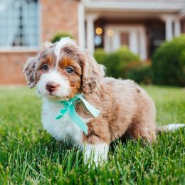 Aussiedoodle, Cavapoo, and Miniature American Shepherd Puppies from Maddilyn Dennett