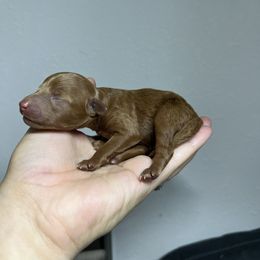 Bubbles - Red  female Poodle puppy in Tampa, Florida from The Sweet Life of a Toy Poodle