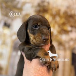 Cocoa - Chocolate and tan female Dachshund puppy in Rainier, Oregon from Doxies in Wonderland