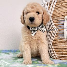 Muffin - Cream male Goldendoodle puppy in Temecula, California from Oodles O'Doodles