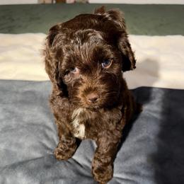 Enzo - Brown male Cockapoo puppy in Queens, New York from The 2 Musketeers_Cockapoos