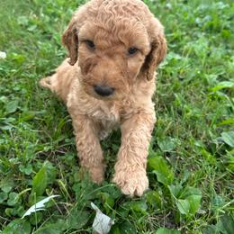 Russ - Red  male Goldendoodle puppy in Wittenberg, Wisconsin from Cedar River Kennel