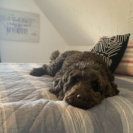 Australian Labradoodle All Grown Up from Chestnut Hill Australian Labradoodles