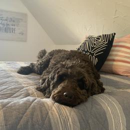 Australian Labradoodle All Grown Up from Chestnut Hill Australian Labradoodles