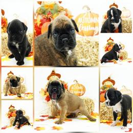 Boxer Puppies from RT Boxers