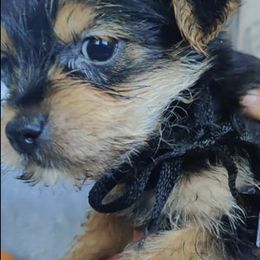Yorkshire Terriers from Yorkie Puppies