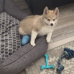 Pomsky Puppies from River Enz Pomskies