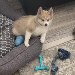 Pomsky Puppies from River Enz Pomskies
