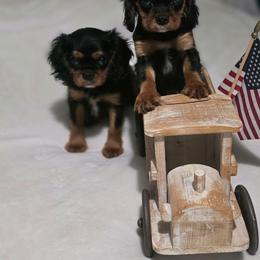 Buttercup - Black and tan male Cavalier King Charles Spaniel puppy in Springfield, Missouri from Caney Mountain Cavaliers LLC