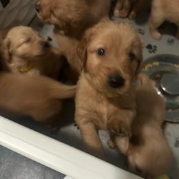 Tan Collar - Golden male Golden Retriever puppy in Tulsa, Oklahoma from Triple J Goldens, LLC