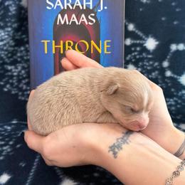 Rowan - Red and white male Pomsky puppy in Sumter, South Carolina from Emerald Skies Pomskies