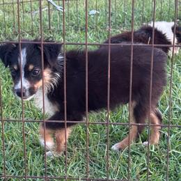 Dane - Black tri male Toy Australian Shepherd puppy in Ambrose, Georgia from Brandilyn's Aussies