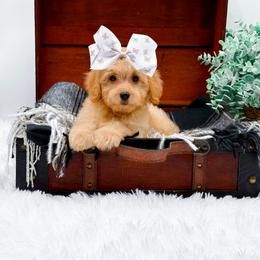 Girl 3 - female Goldendoodle puppy in North Carolina from NC Doodle Puppies