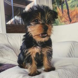 Yorkshire Terrier Puppies from Mike's Yorkies