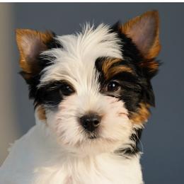 Biewer Terrier puppies from Perfección Del Cielo Biewer Terriers
