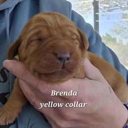 Brenda - Yellow female Labrador Retriever puppy in Sidney, Nebraska from Nebraska Strong Labradors