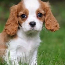 Cavalier King Charles Spaniels from Peters Cavaliers