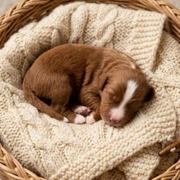 Sonic - Red male Cavapoo puppy in Salt Lake City, Utah from SunnySide Mini Doodles