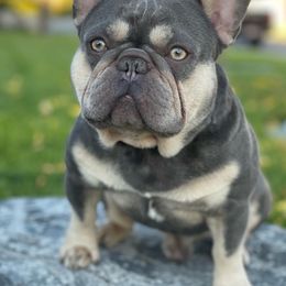 Bronco - French Bulldog