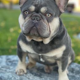 Bronco - French Bulldog