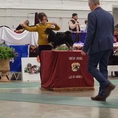 Bean - Tibetan Spaniel