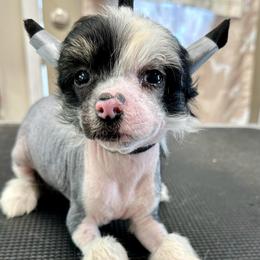 Tri color hhl boy - Black white and tan male Chinese Crested puppy in Rockvale, Tennessee from Cosmic Chinese Cresteds & Wind-Echo Poodles