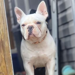 Tilly - French Bulldog
