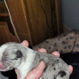 Pomeranian Puppies from Paradise Point Pomeranians