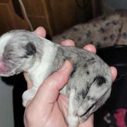 Pomeranian Puppies from Paradise Point Pomeranians