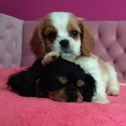Cavalier King Charles Spaniel Puppies from Georgia Alabama Cavaliers