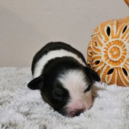 Miniature Australian Shepherd Puppies from MyLittleAussies at Mountain View Farm