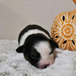 Miniature Australian Shepherd Puppies from MyLittleAussies at Mountain View Farm