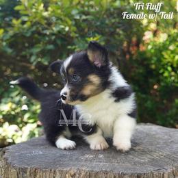 Riley - Black and tan female Pembroke Welsh Corgi puppy in Straughn, Alabama from Magnolia Creek Corgis