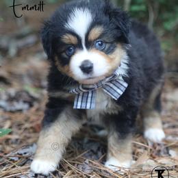 Teton -BTM2 - Black tri male Toy Australian Shepherd puppy in Nacogdoches, Texas from TK Standard, Mini, & Toy Aussies