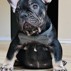 French Bulldogs from Smith Bros Bullies