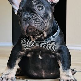 French Bulldogs from Smith Bros Bullies