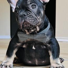 French Bulldogs from Smith Bros Bullies