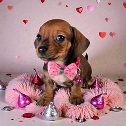 Ainsly - Red female Dachshund puppy in Alvin, Texas from Cosson's Dachshunds of Alvin