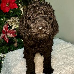 Boy 5 - Black Goldendoodle puppy in Powell, Tennessee from Melhorn Manor & Farm Doodles